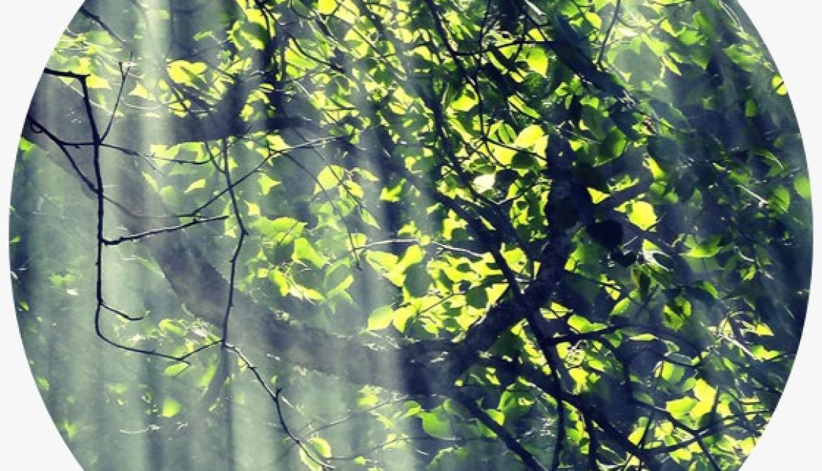 Yeşil Alev Sertifikası Nedir?